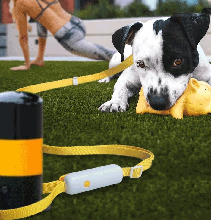 Pet Supplies Retractable Adjustable Dog Leash - PicklyCart78f947408631caa19b24dad4d5a9d778Green