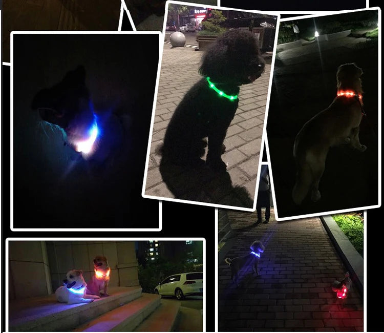USB Rechargeable LED Dog Collar