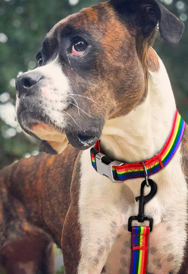 Forest Pattern Dog Collar