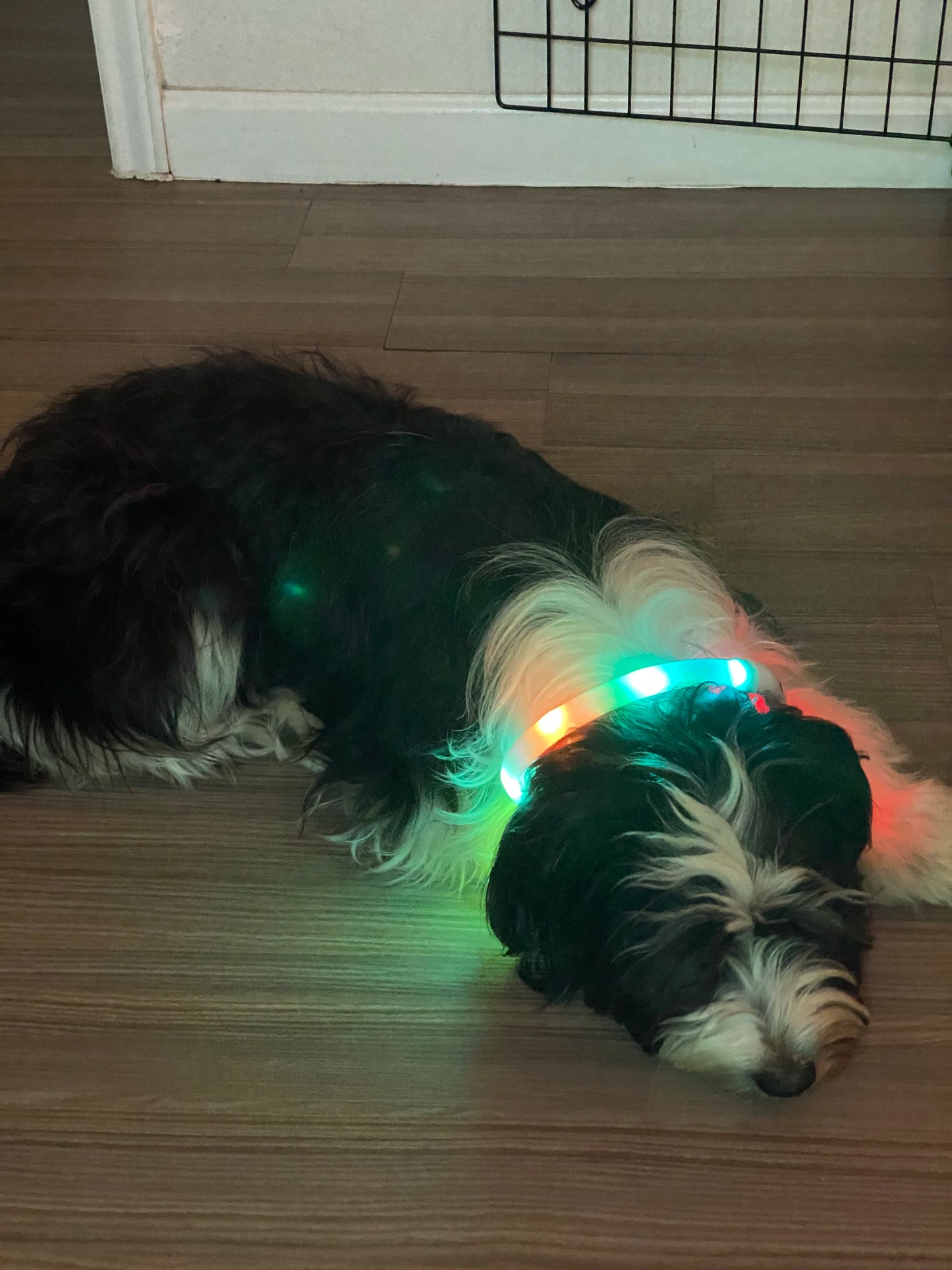 USB Rechargeable LED Dog Collar