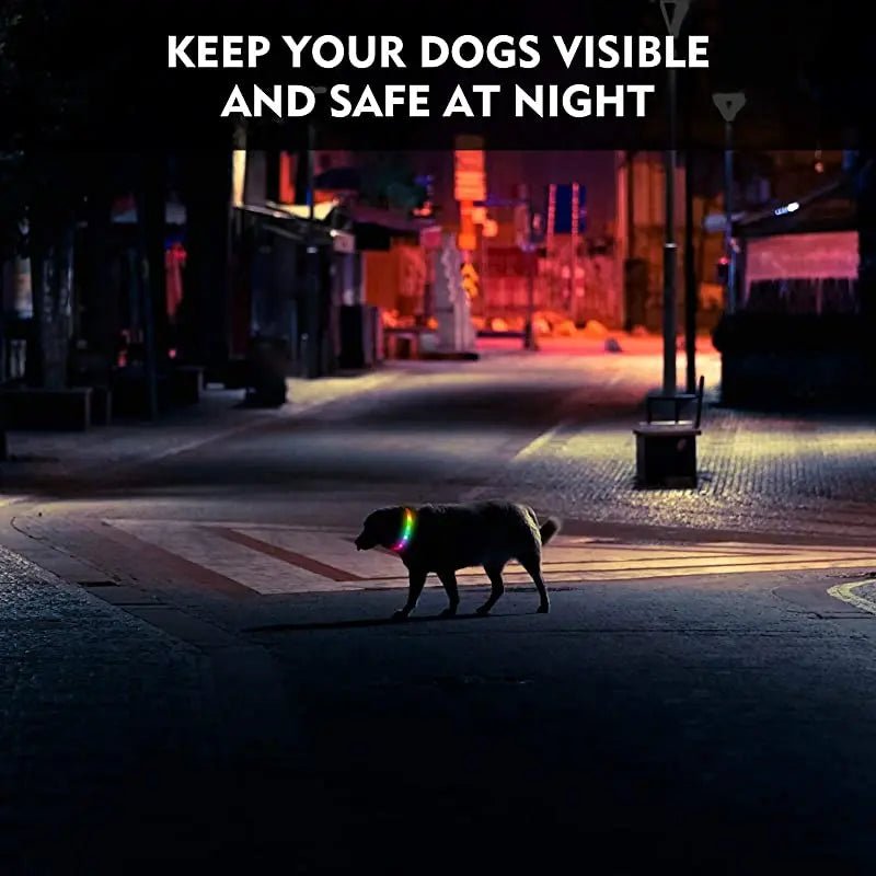 USB Rechargeable LED Dog Collar - PicklyCartUSB Rechargeable LED Dog Collarcolorful