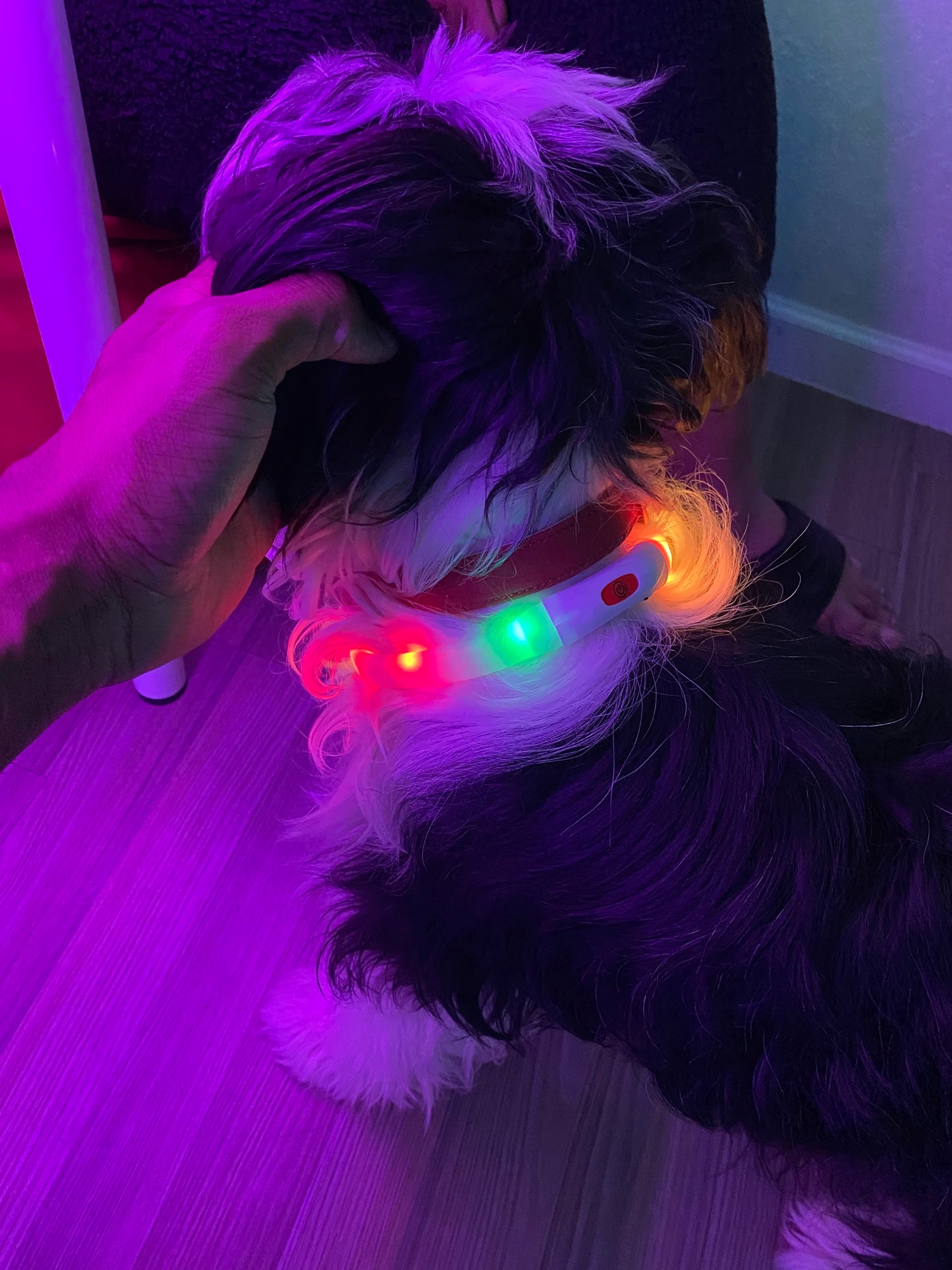 USB Rechargeable LED Dog Collar